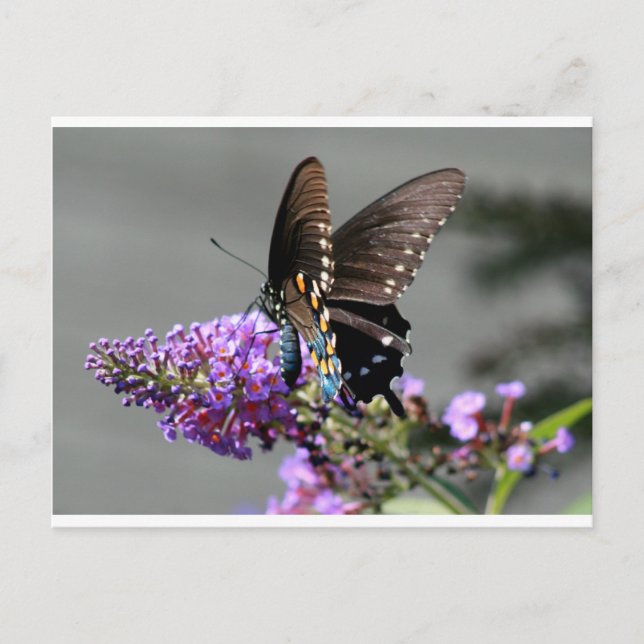 Carte Postale Papillon noir Swallowtail (Devant)