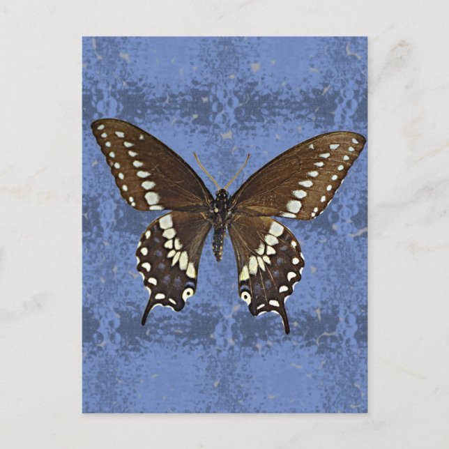 Carte Postale Papillon noir Swallowtail Oklahoma (Devant)
