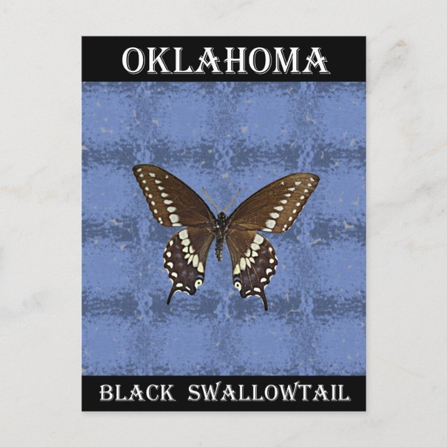 Carte Postale Papillon noir Swallowtail Oklahoma (Devant)