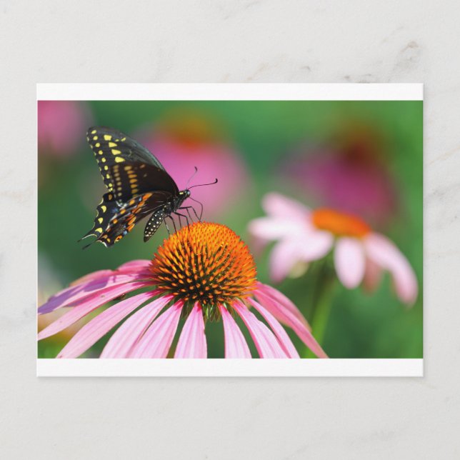 Carte Postale Papillon noir Swallowtail sur un coneflower, Ohio (Devant)