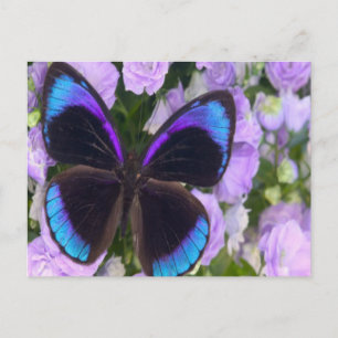 Carte Postale Papillon noir, violet et bleu