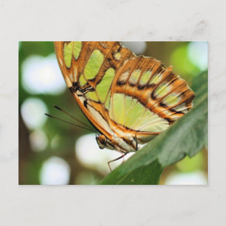 Carte Postale Papillon observer la nature Photocarte postale
