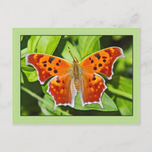Carte Postale Papillon orange