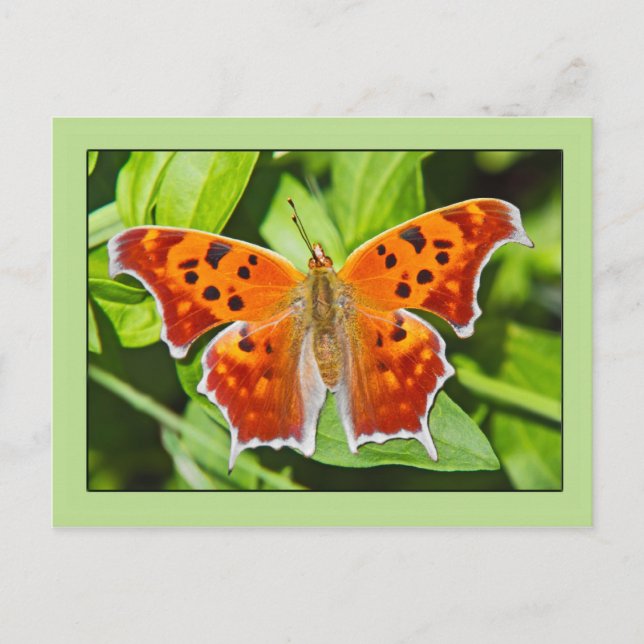 Carte Postale Papillon orange (Devant)