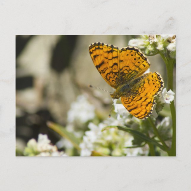 Carte Postale Papillon orange (Devant)