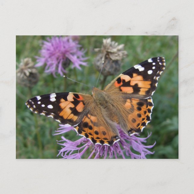 Carte postale Papillon orange (Devant)