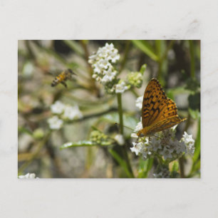 Carte Postale Papillon orange et abeille
