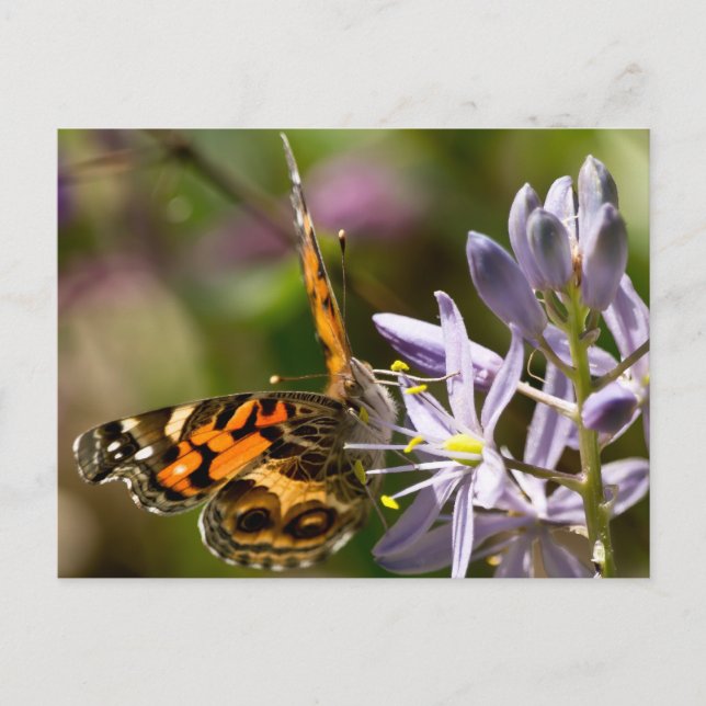 Carte Postale Papillon orange sur vêtements et cadeaux de jacint (Devant)