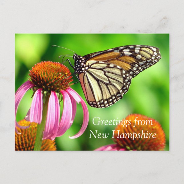 Carte Postale Papillon orange tacheté_Voeux de NH (Devant)