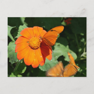 Carte Postale Papillon orange unique sur une fleur orange unique