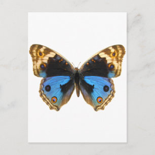 Carte Postale Papillon Pansy Bleu