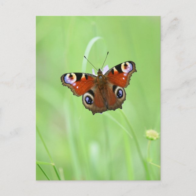 Carte Postale Papillon Paon (Devant)