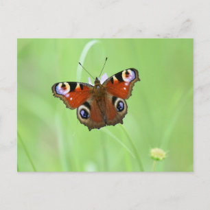 Carte Postale Papillon Paon