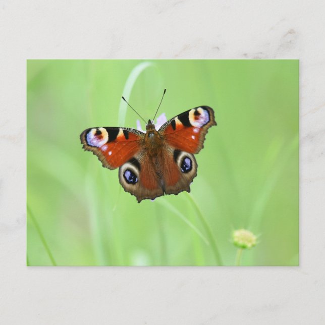 Carte Postale Papillon Paon (Devant)