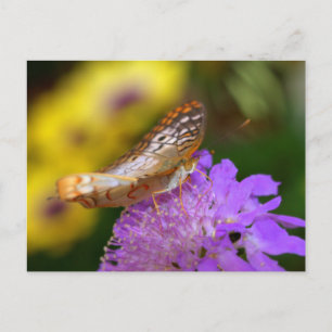 Carte Postale Papillon paon blanc sur fleur violette
