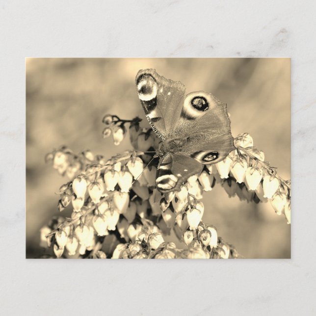 Carte Postale Papillon paon européen (Devant)