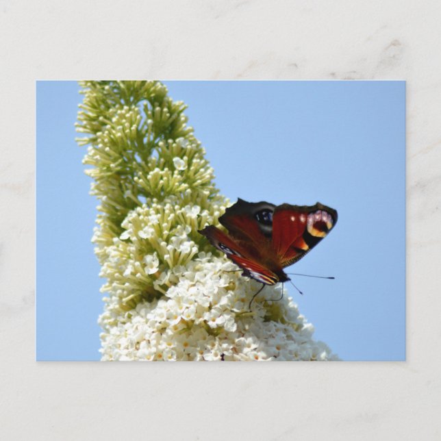 Carte Postale Papillon paon sur Bouddleia (Devant)