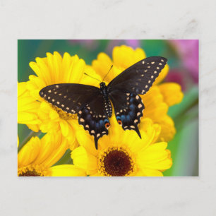 Carte Postale Papillon Papilio polyxenes