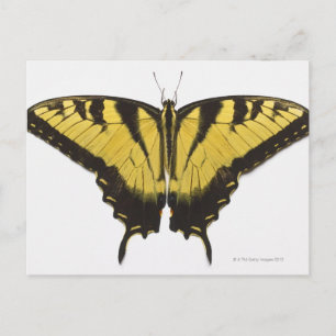 Carte Postale Papillon Papilio rutulus