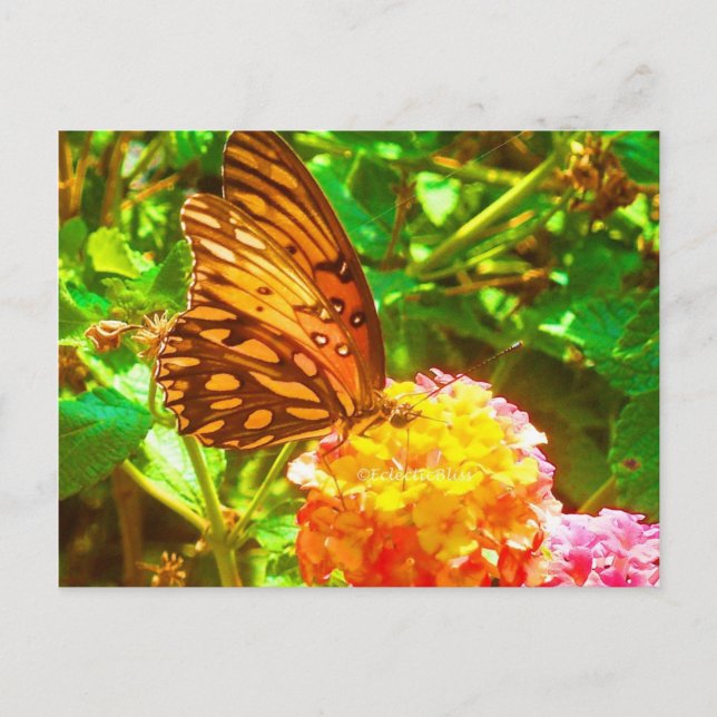 Carte Postale Papillon (papillon) (Devant)