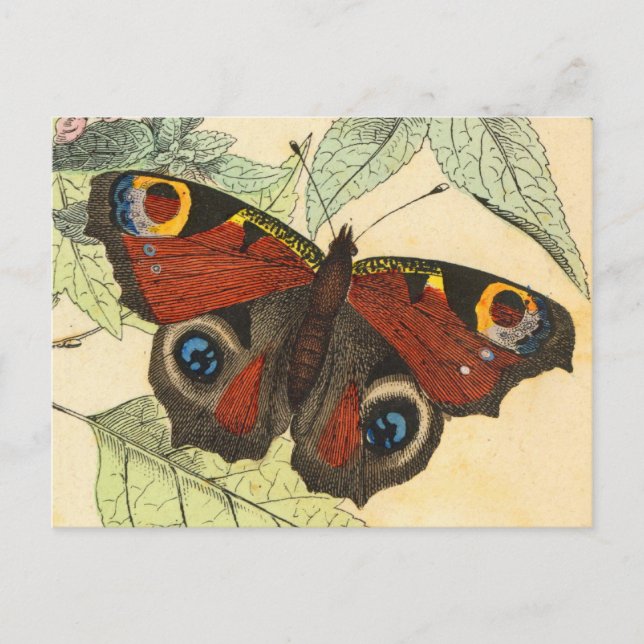 Carte Postale Papillon Peacock (Devant)