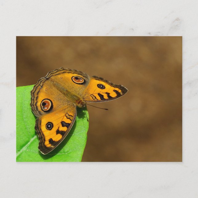 Carte Postale Papillon Peacock Pansy (Devant)