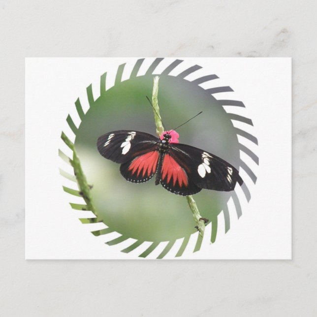 Carte postale Papillon Photo Design (Devant)