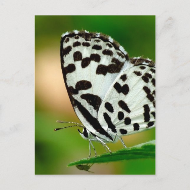 Carte Postale Papillon pierrot à points noirs et blancs (Devant)
