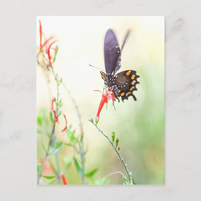 Carte Postale Papillon pipevine dans la lumière de l'après-midi (Devant)