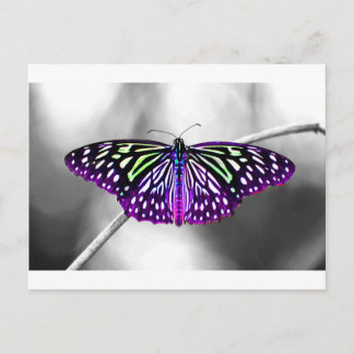 Carte Postale Papillon pourpre