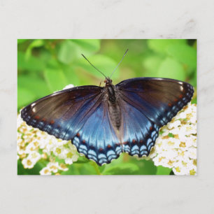 Carte Postale Papillon Purple à Taches Rouges