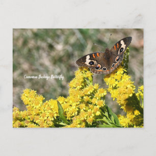 Carte postale Papillon rouge commun