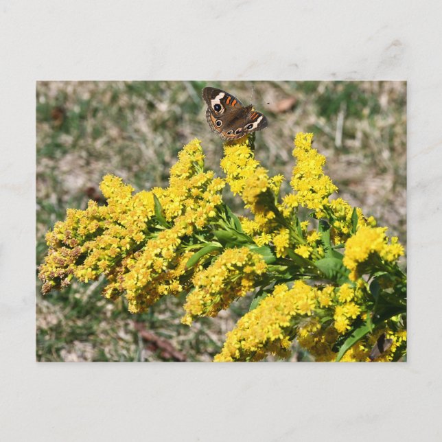 Carte postale Papillon rouge commun (Devant)