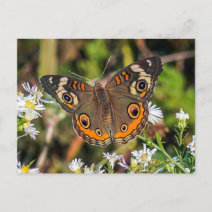 Carte postale Papillon rouge commun