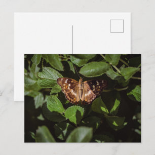 Carte Postale Papillon sauvage dans le feuillage vert
