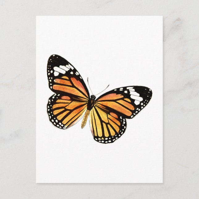 Carte Postale Papillon Schmetterling (Devant)