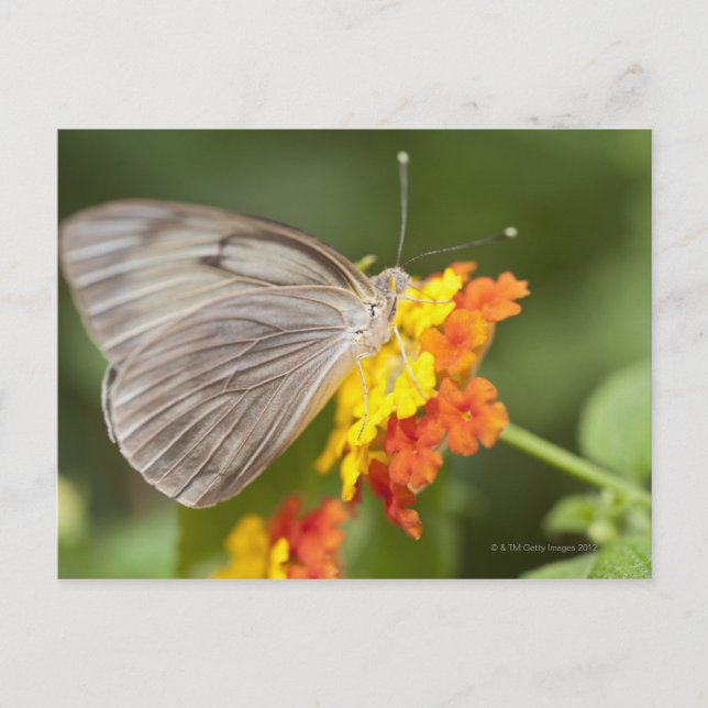 Carte Postale Papillon simple sur fleurs jaunes et rouges (Devant)