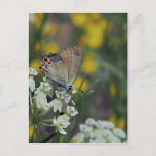 Carte Postale Papillon skipper sur une fleur