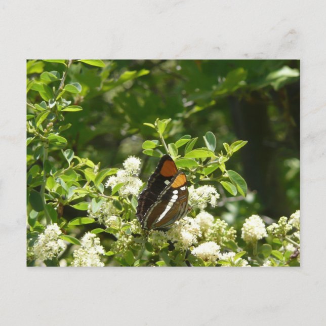 Carte Postale Papillon-soeur de Californie en Yosemite (Devant)