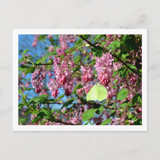 Carte Postale Papillon soufre sur un groseillier en fleurs (Devant)
