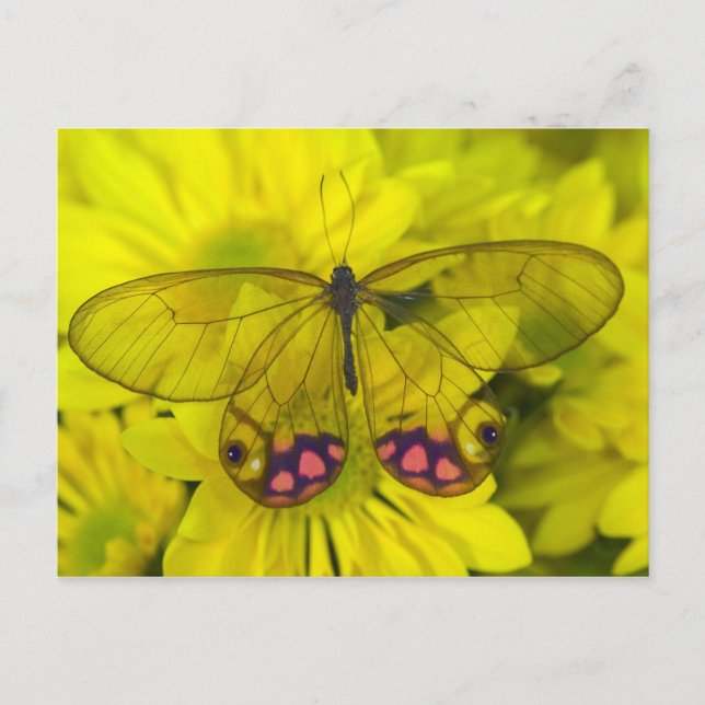 Carte Postale Papillon sur des fleurs jaunes (Devant)