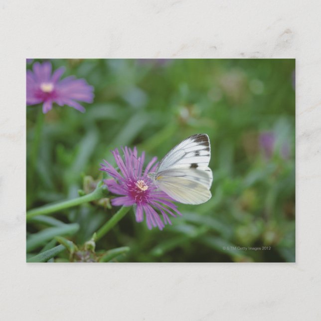 Carte Postale Papillon sur fleur (Devant)