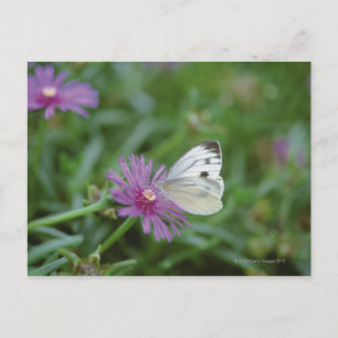 Carte Postale Papillon sur fleur
