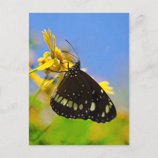 Carte Postale Papillon sur Fleur Jaune