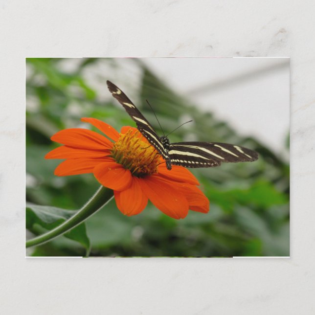 Carte Postale Papillon sur Fleur orange (Devant)
