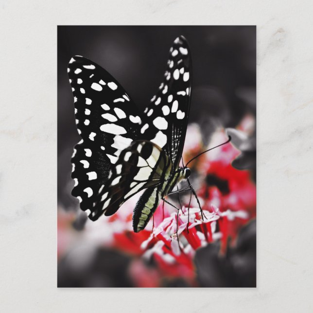 Carte Postale Papillon sur Fleur rouge (Devant)