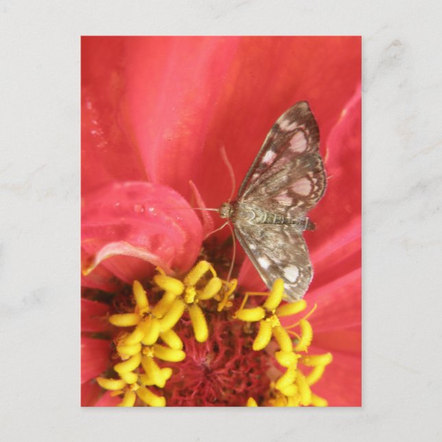 Carte postale Papillon sur fleur rouge (Devant)