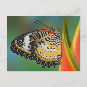 Carte Postale Papillon sur fleur tropicale