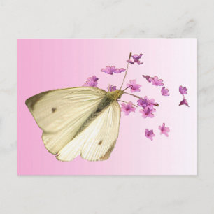 Carte Postale Papillon sur Fleurs