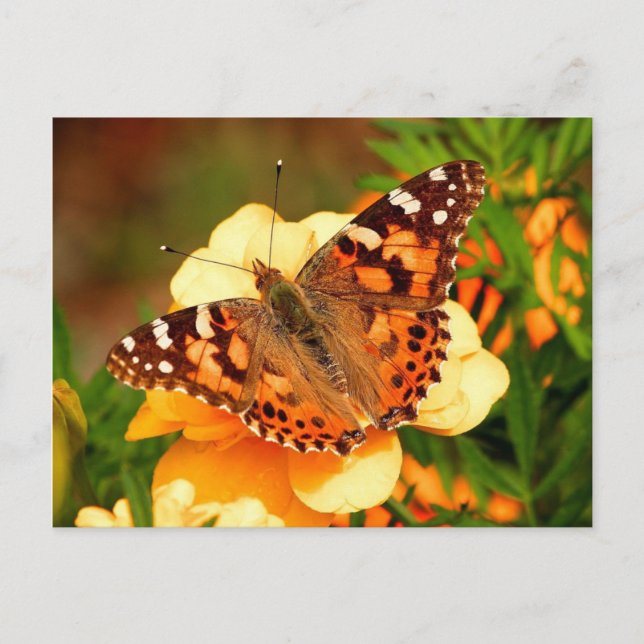 Carte postale Papillon sur fleurs jaunes (Devant)